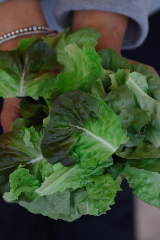 Ready To Eat Lettuce - Bag