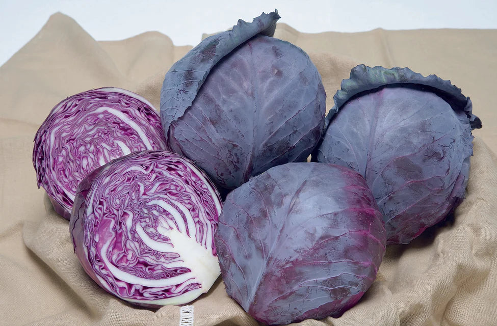 Ruby Ball Improved F1 - Cabbage