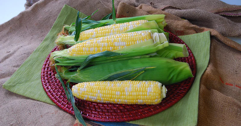 Corn - Temptress F1