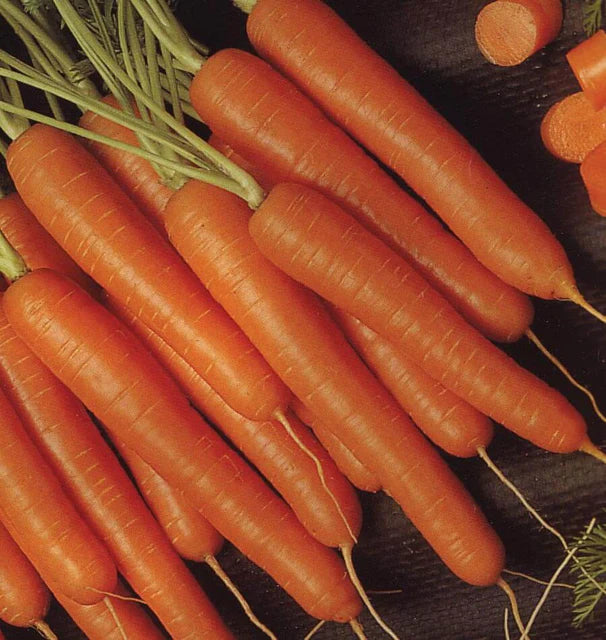 Bolero Pelleted - Carrots
