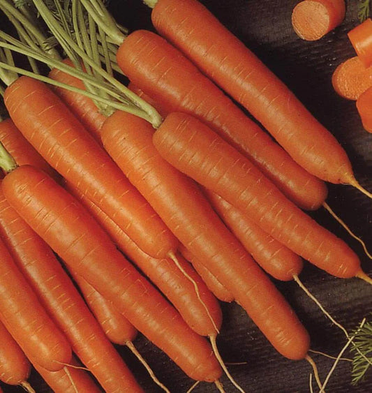 Bolero Pelleted - Carrots
