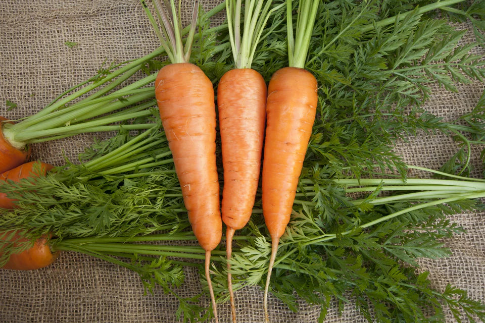 Chantenay Seed Tape - Carrot