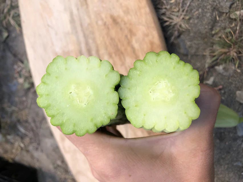 Armenian Cucumber
