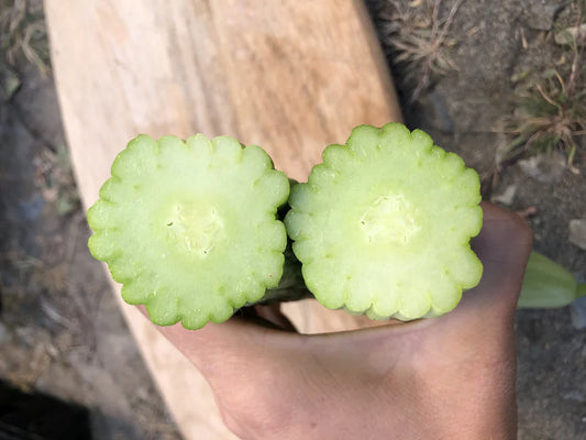 Armenian Cucumber