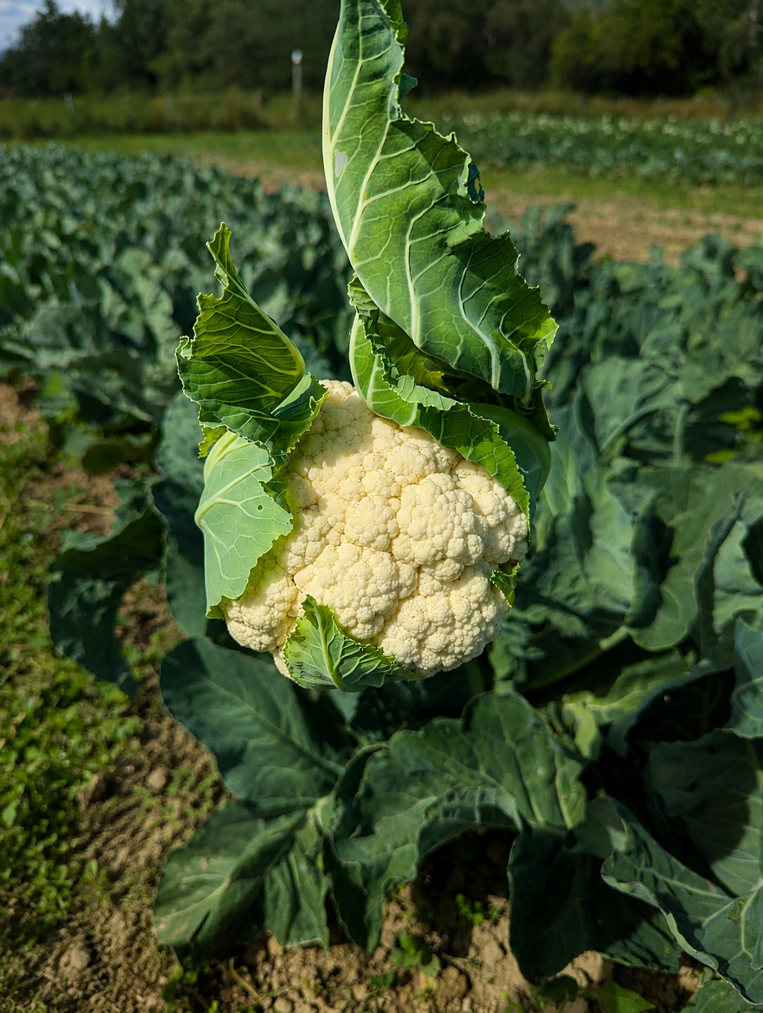Cauliflower - Certified Organic