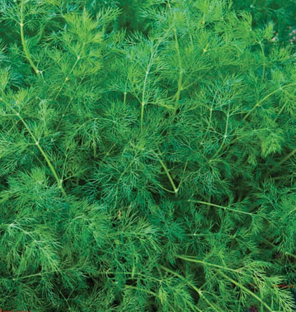 Ella Certified Organic - Dill