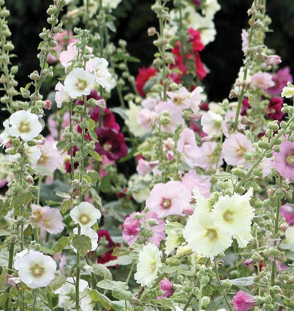 Indian Spring - Flowers
