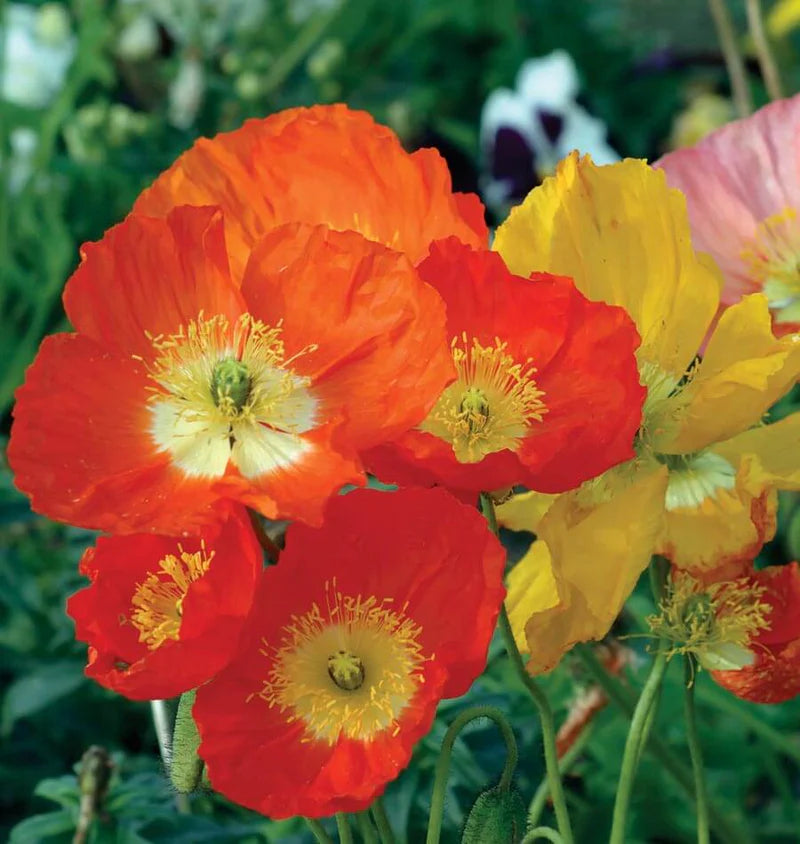 Iceland Flowers