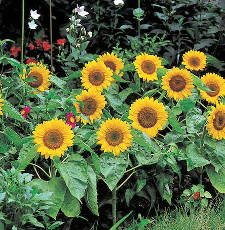 Big Smile Sunflower Seeds
