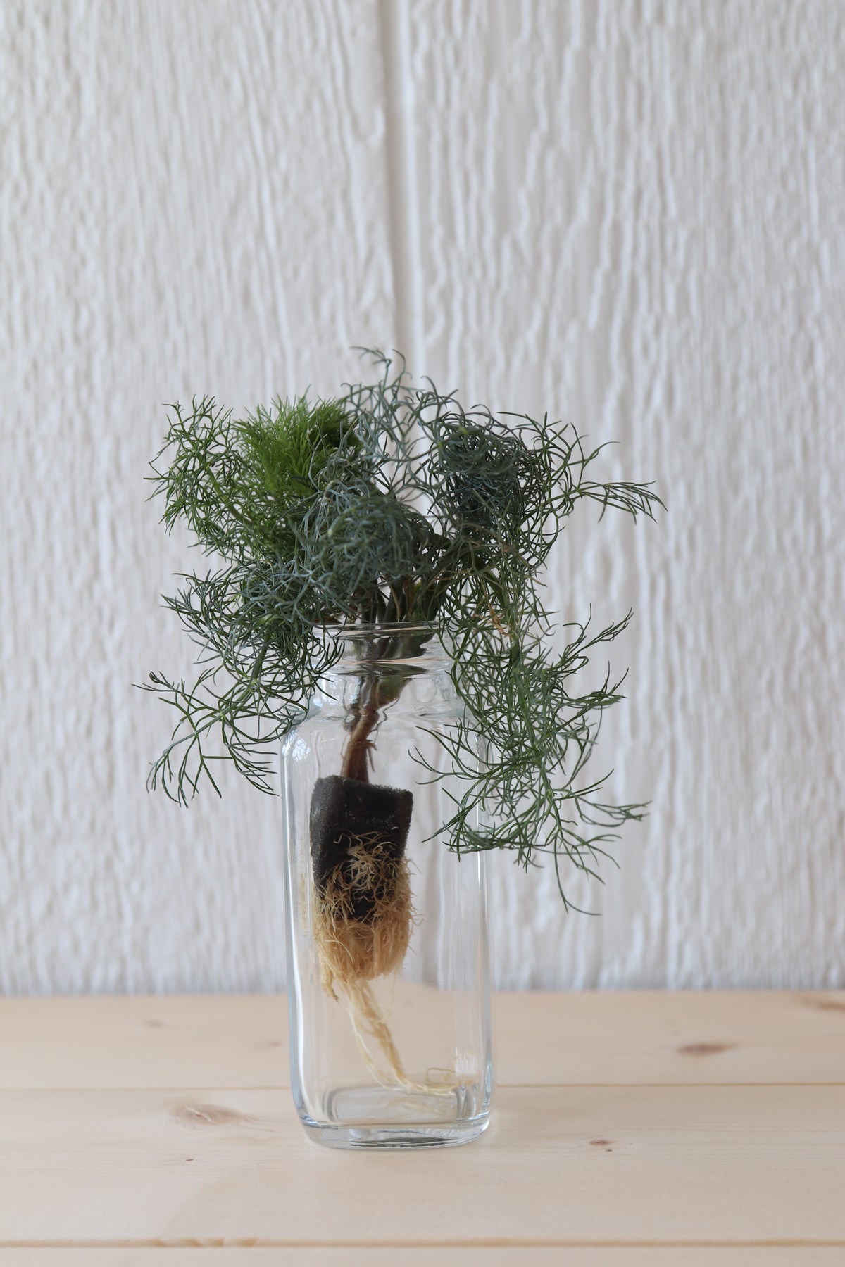 Homestead Hydroponic Dill