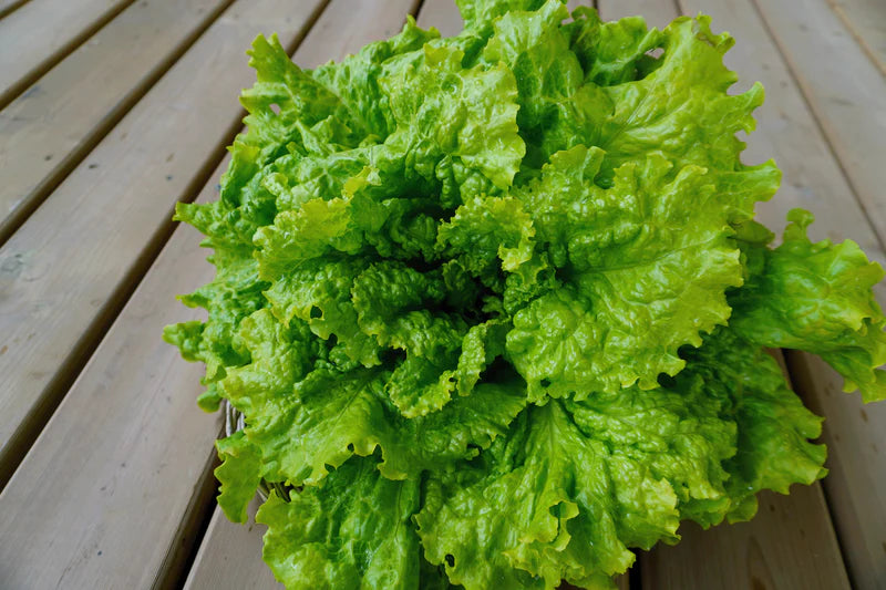 Simpson Elite - Lettuce