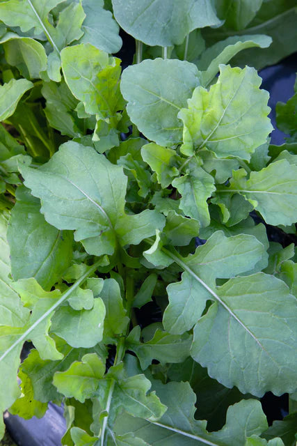 Arugula Seed Tape