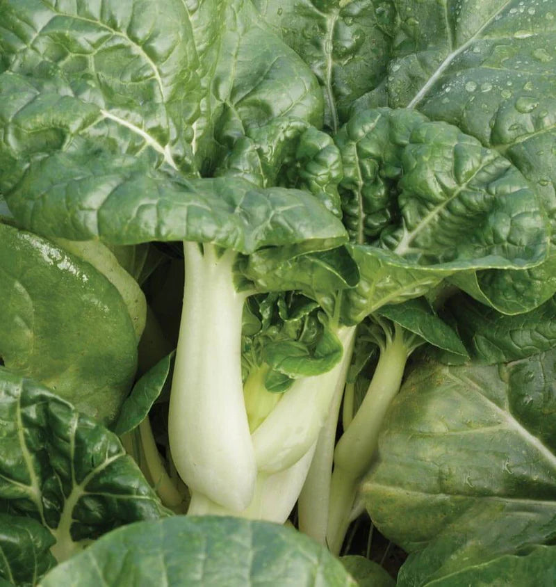 Toy Choy F1