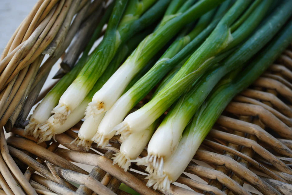 Scallions