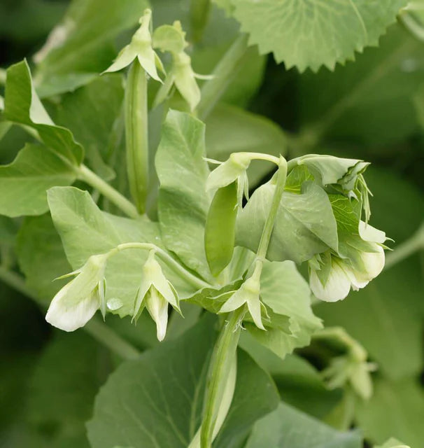 Cascadia - Snap Peas