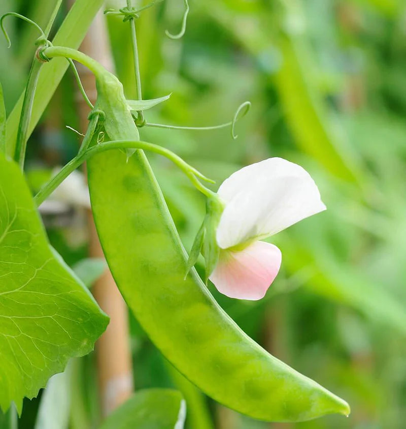 Sugar Lace - Sugar Snap Peas