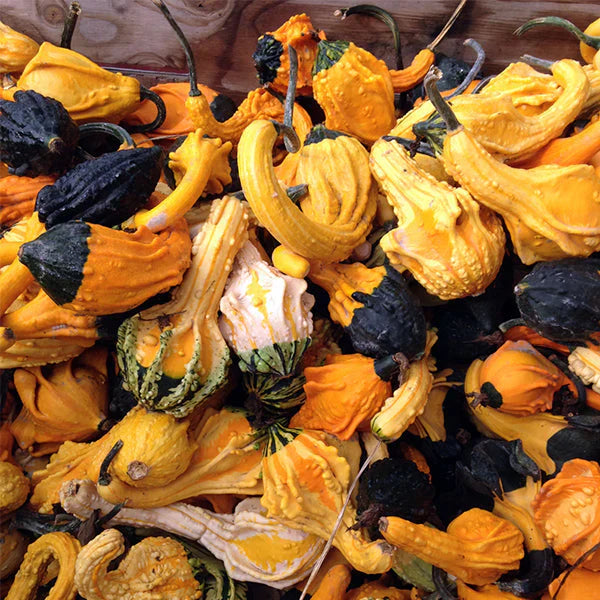 Autumn Wings Blends - Gourds