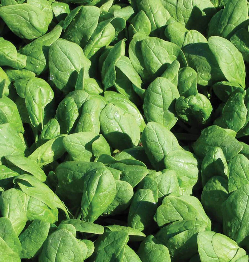 Renegade F1 Coated Certified Organic - Spinach