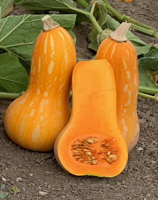 Autumn Gold F1 Butternut Squash