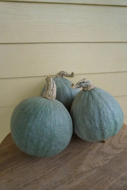 Baby Blue Certified Organic - Squash