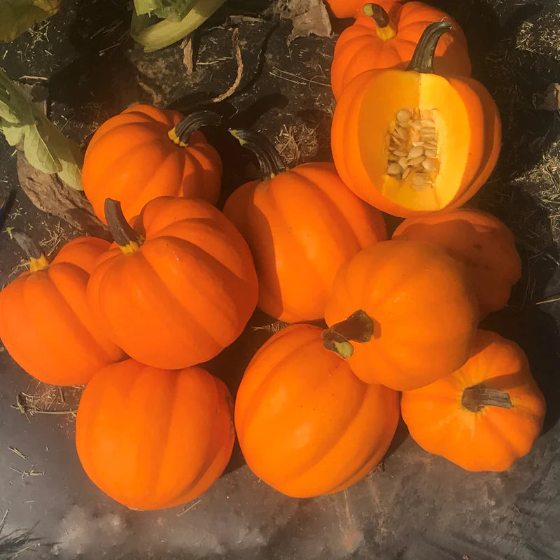 Goldilocks F1 - Acorn Squash