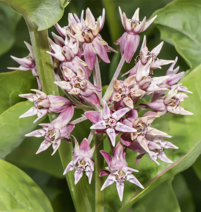 Showy Milkweed - Flowers