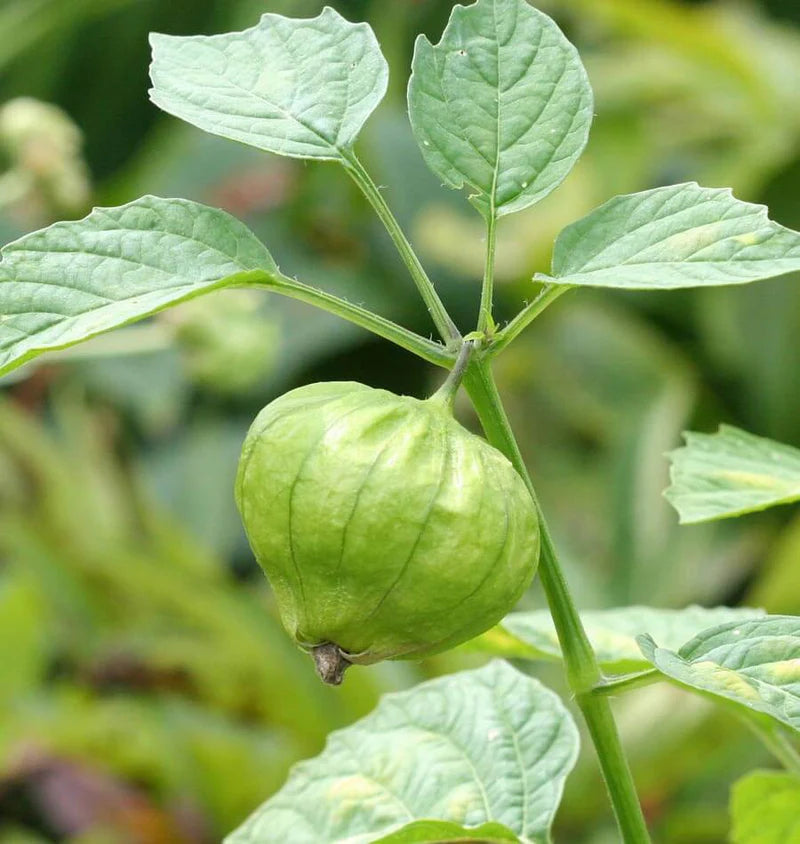 Toma Verde Tomatillo