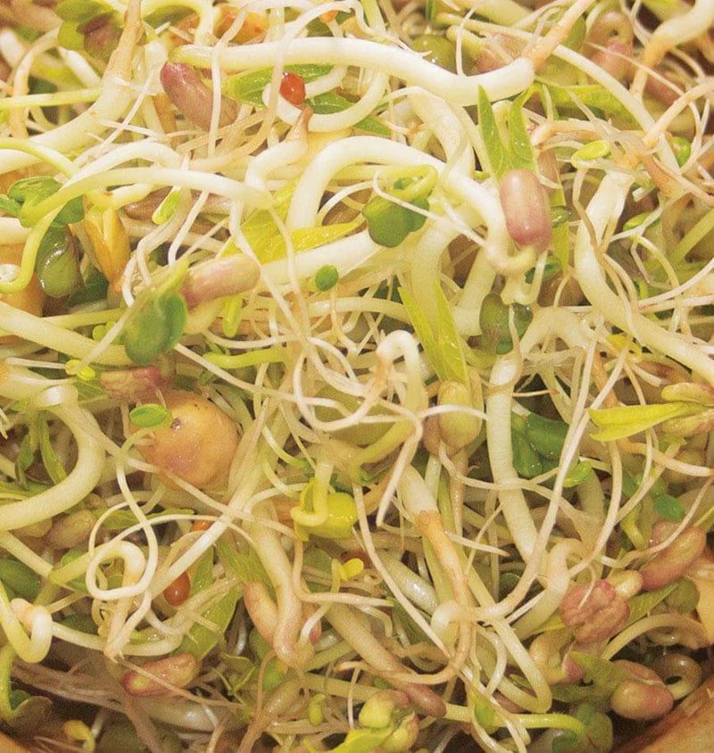 Salad Sprouting Seeds Organic