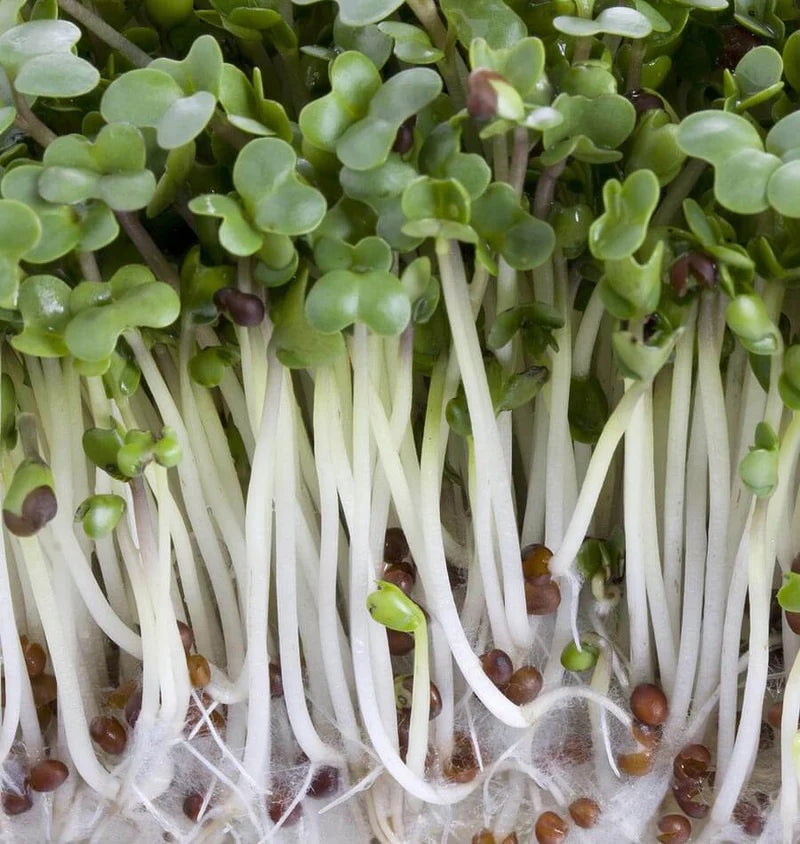 Broccoli Certified Organic - Sprouts