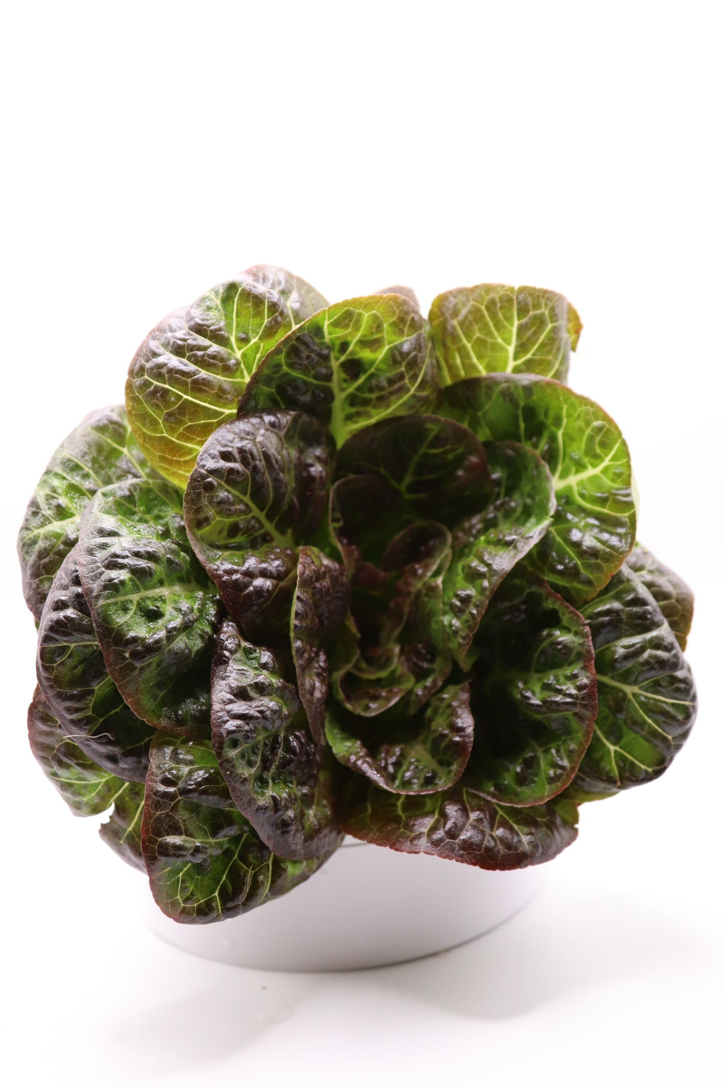 Coconino Living Head - Individual