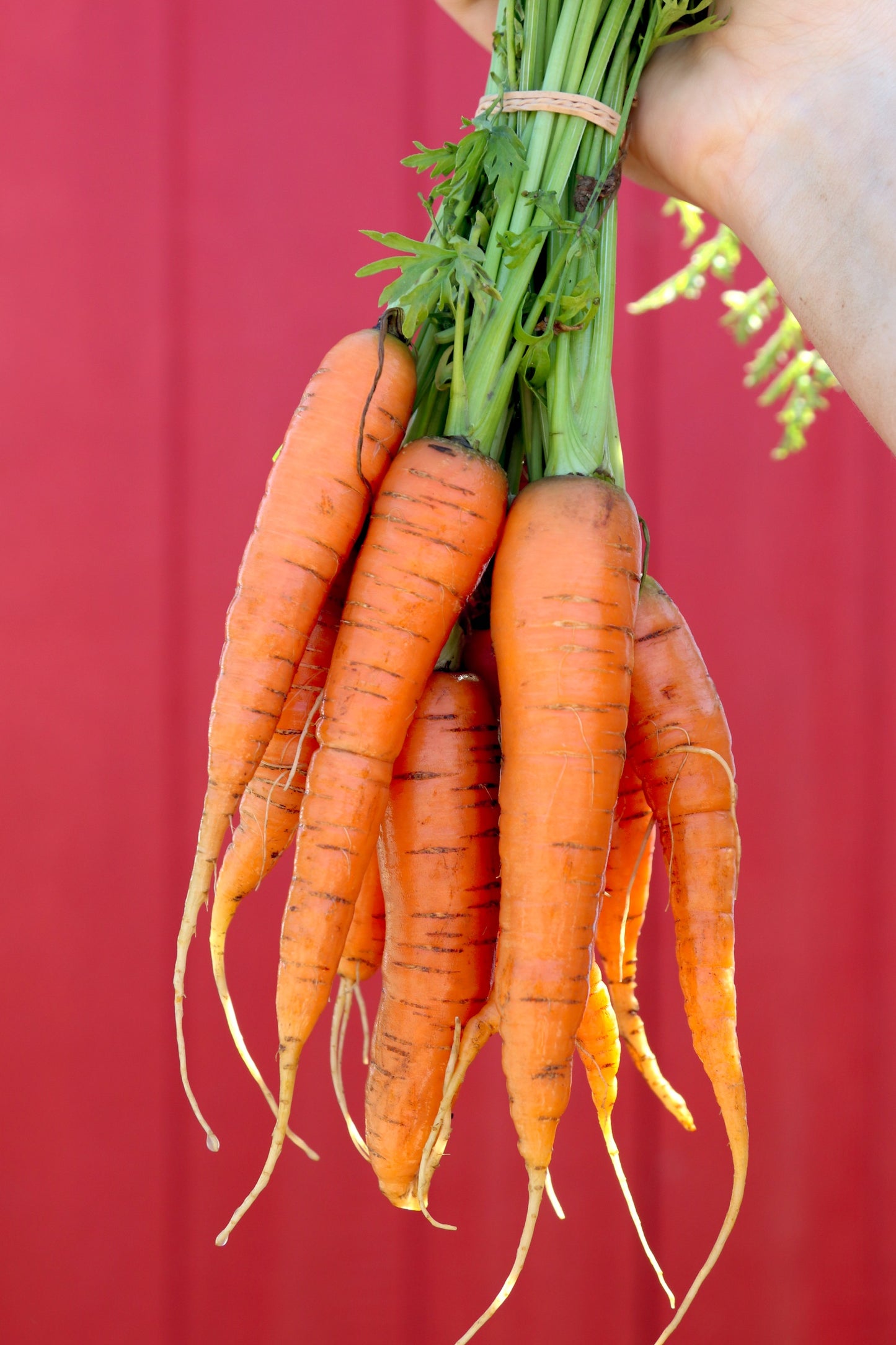 Carrot Bundle