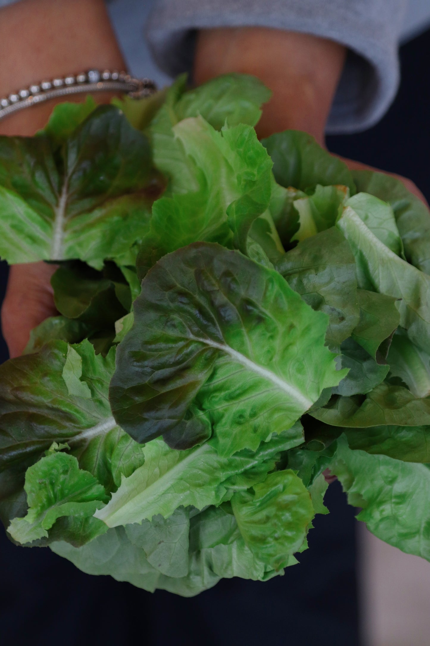 Ready To Eat Lettuce - Bag