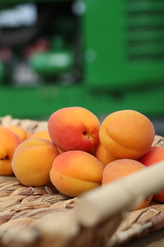 Apricots