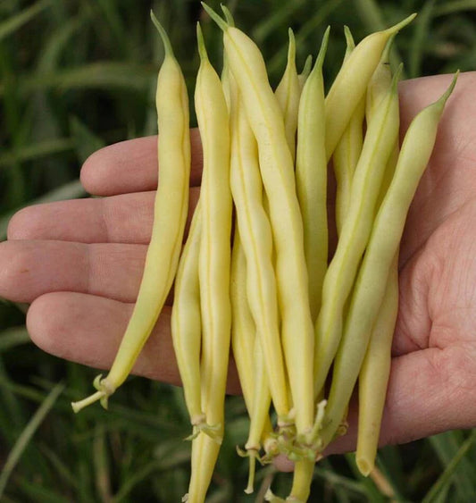 Gold Rush Beans