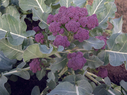 Burgundy F1 - Broccoli