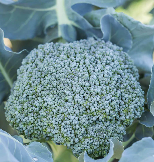 Di Cicco Certified Organic - Broccoli
