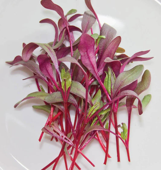 Microgreen Beets
