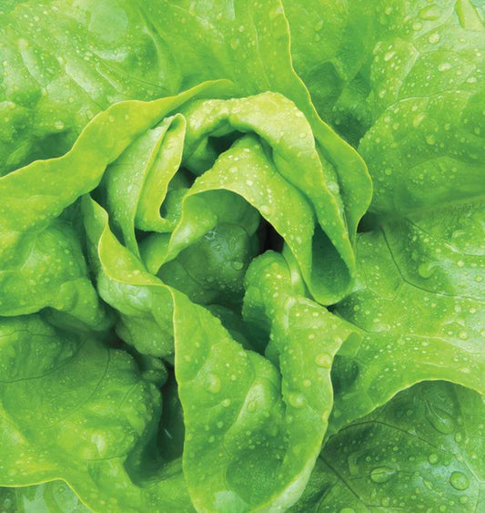 Buttercrunch Lettuce