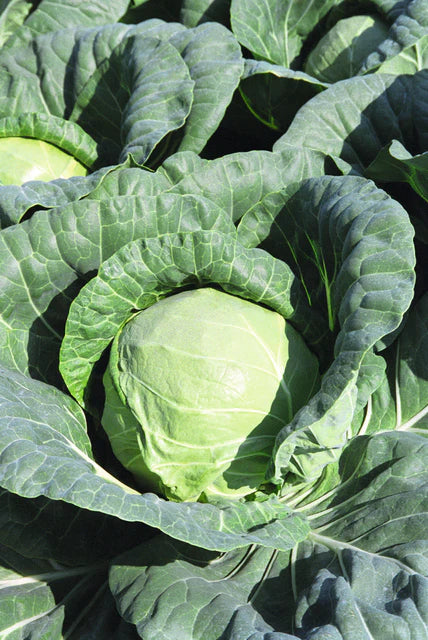 Tiara F1 Certified Organic - Cabbage
