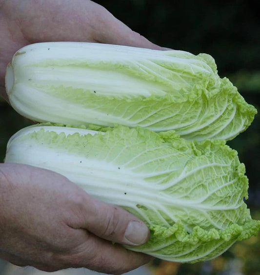 Wa Wa Sai - Cabbage