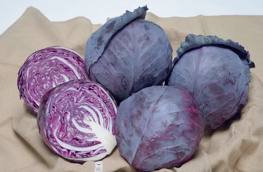 Ruby Ball Improved F1 - Cabbage