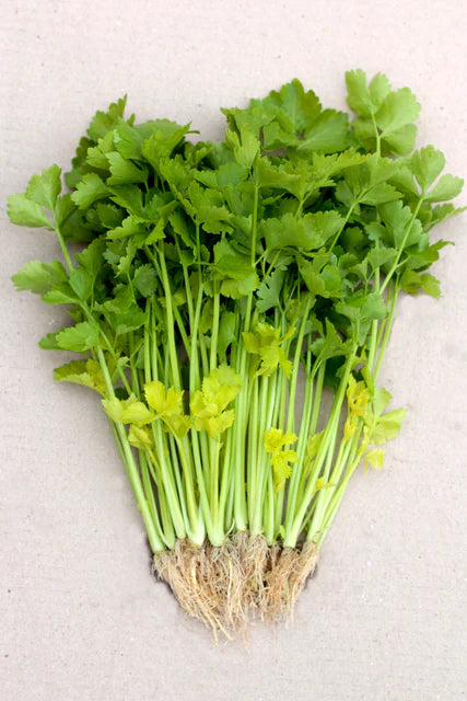 Chinese Yellow Stem - Celery
