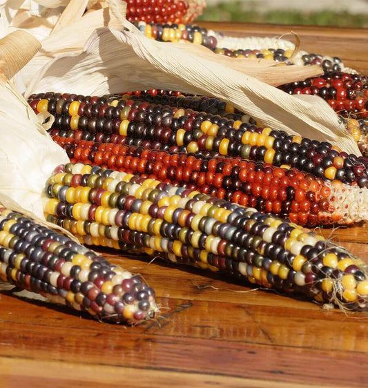 Calico Popcorn