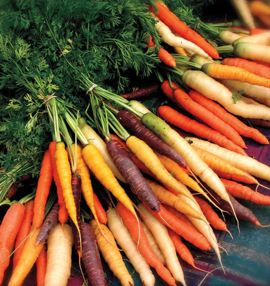 Rainbow Blend Carrots