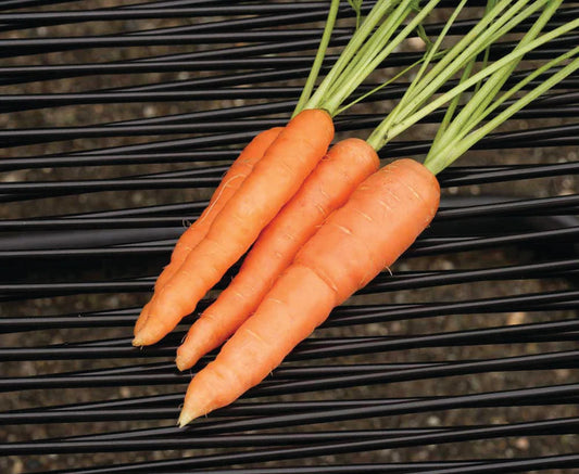 Scarlet Nantes Seed Tape (2.5m) - 2/pk Carrots