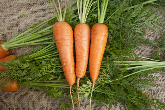 Chantenay Seed Tape - Carrot