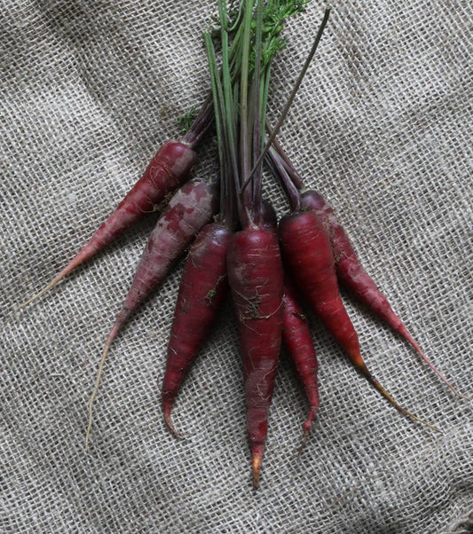 Cosmic Purple - Carrot