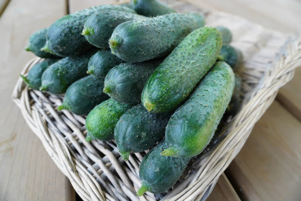 Anya F1 - Cucumber