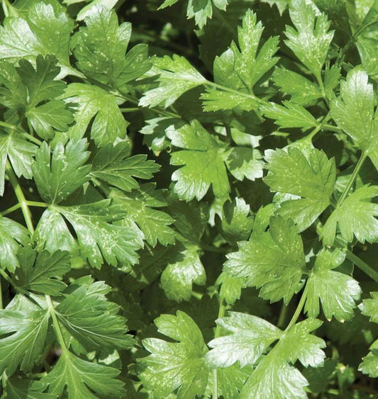 Santo Cilantro - Organic