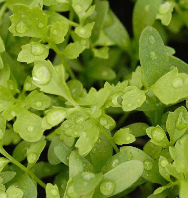 Curly Cress Peppergrass